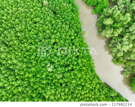 Aerial view green mangrove forest. Natural carbon sinks. Mangroves trees capture CO2. Blue carbon ecosystems. Mangroves absorb carbon dioxide emissions and mitigating global warming. Green ecosystem. 117992214