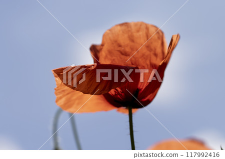 a large number of red poppies in the green grass a large number of red poppies in the green grass 117992416