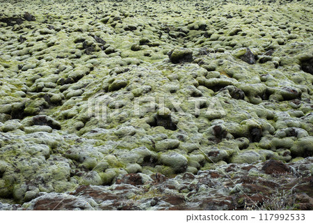 Moss covered lava field, Eldhraun, Iceland Moss covered lava field, Eldhraun, Iceland 117992533