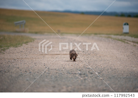 Dachshund puppy running on a dust road 117992543