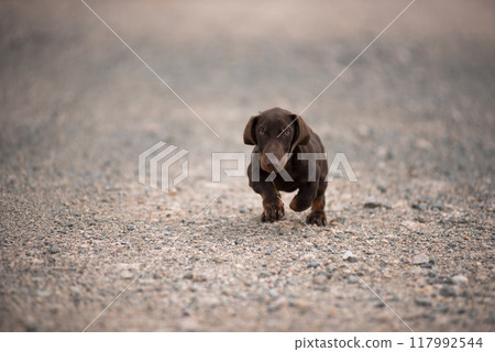 Dachshund puppy running on a dust road 117992544
