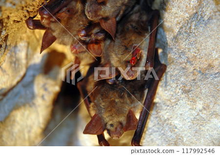 Colony of hanging bats in a cave. These fllying mammals are using echolocation to navigate 117992546