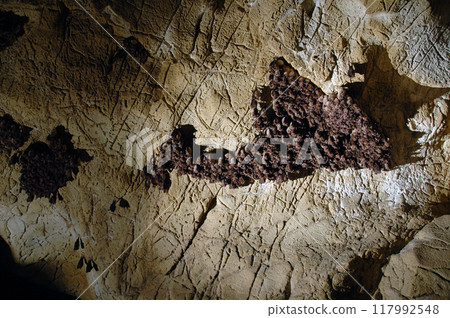 Colony of hanging bats in a cave. These fllying mammals are using echolocation to navigate 117992548