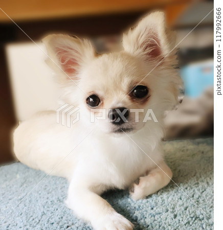 白色吉娃娃 117992666