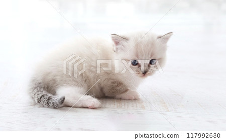 Cute Little Ragdoll Kitten With Blue Eyes 117992680