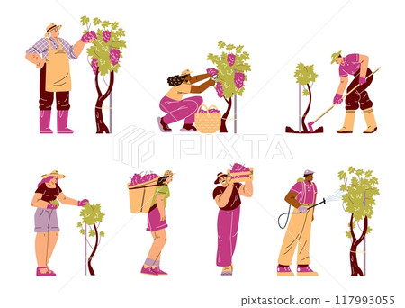 Vector set demonstrates growing and harvesting grapes. 117993055