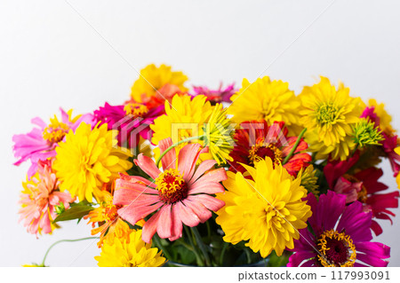 Enhance your home with a lively summer bouquet of Zinnia and Rudbeckia Goldquelle, offering a fresh, colorful display and seasonal elegance Enhance your home with a lively summer bouquet of Zinnia and Rudbeckia Goldquelle, offering a fresh, colorful display and seasonal elegance 117993091
