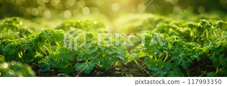A plantation hosts parsley fields, where the herb grows in dense, verdant clusters, showcasing its vibrant greenery and suitability for culinary uses, banner A plantation hosts parsley fields, where the herb grows in dense, verdant clusters, showcasing its vibrant greenery and suitability for culinary uses, banner 117993350