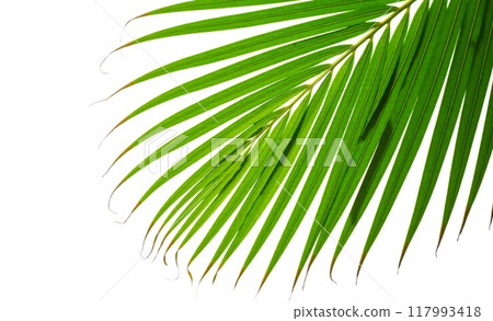 Green Palm Leaf on White, Showcasing Detailed Texture of Tropical Plant Foliage. Natural Botanical Element for Fresh Design Themes. Environmental Graphics Green Palm Leaf on White, Showcasing Detailed Texture of Tropical Plant Foliage. Natural Botanical Element for Fresh Design Themes. Environmental Graphics 117993418
