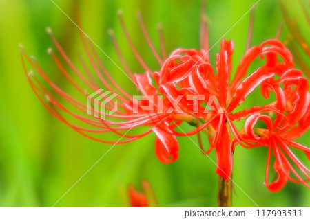 Bright red-headed cluster amaryllis Bright red-headed cluster amaryllis 117993511
