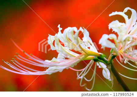 Fresh white spider lily flowers on a red background Fresh white spider lily flowers on a red background 117993524