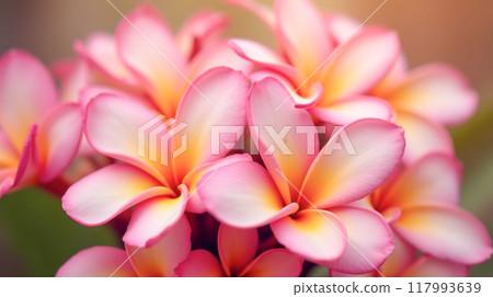 Close-up Vibrant Pink Yellow Frangipani Flowers, Tropical Plumeria Blooms Soft Focus Background, Delicate Petal Details, Nature Floral Image, Warm Exotic Blossom 117993639