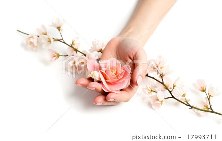Natural hand cream concept with blooming pink flower, skincare beauty treatment, moisturizing floral essence, fresh cherry blossoms, isolated on white background 117993711