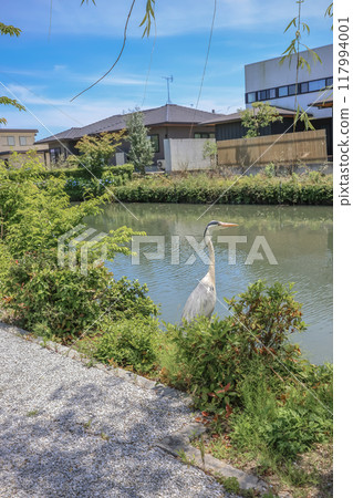 the bird of heron at the Yanagawa crane the bird of heron at the Yanagawa crane 117994001