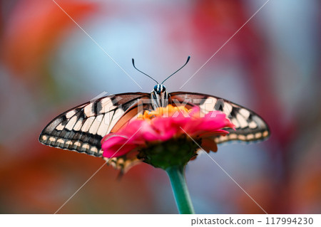 Beautiful Swallowtail Butterfly on pink flower close up Beautiful Swallowtail Butterfly on pink flower close up 117994230
