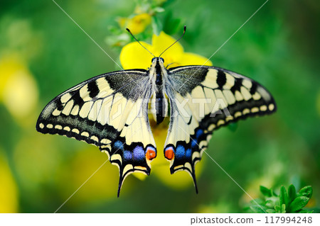 Macro shot of Beautiful Swallowtail Butterfly on yellow flower 117994248