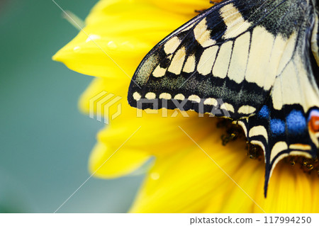 Macro shot of Beautiful Swallowtail Butterfly wing on yellow flower 117994250