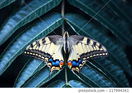 Swallowtail Butterfly on green leaf close up Swallowtail Butterfly on green leaf close up 117994261