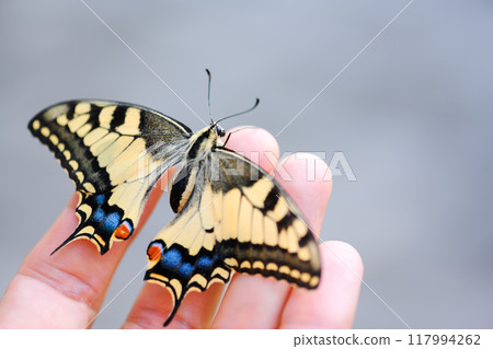 Swallowtail Butterfly on man hand close up Swallowtail Butterfly on man hand close up 117994262