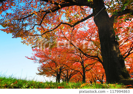 Scenery of cherry trees turning red in autumn at Arakawa Akabane Sakura Tsutsumi Green Space under blue sky Scenery of cherry trees turning red in autumn at Arakawa Akabane Sakura Tsutsumi Green Space under blue sky 117994863