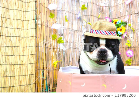 Mighty the Boston terrier wearing a straw hat in the pool. 117995206