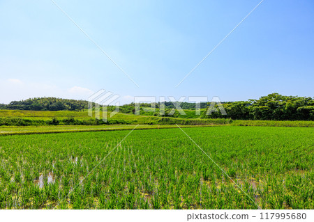 Early summer rural scenery, Tokoname City, Aichi Prefecture 117995680
