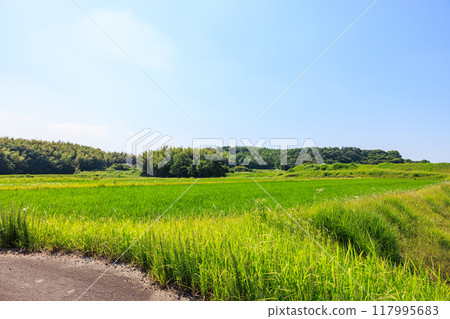初夏的田園風光 愛知縣常滑市 117995683