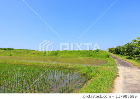 初夏的田園風光 愛知縣常滑市 初夏的田園風光 愛知縣常滑市 117995689