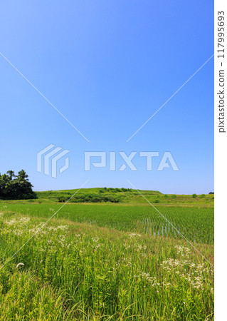 初夏的田園風光 愛知縣常滑市 117995693