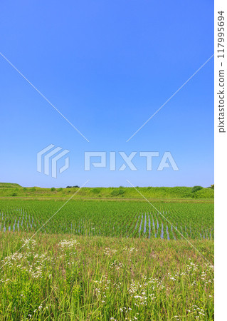 初夏的田園風光 愛知縣常滑市 初夏的田園風光 愛知縣常滑市 117995694
