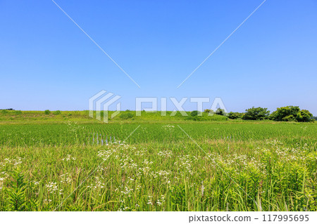 Early summer rural scenery, Tokoname City, Aichi Prefecture 117995695