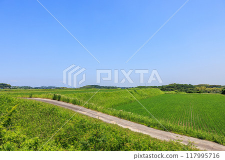 Early summer rural scenery, Tokoname City, Aichi Prefecture Early summer rural scenery, Tokoname City, Aichi Prefecture 117995716
