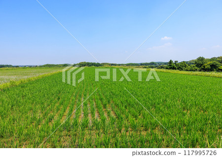 Early summer rural scenery, Tokoname City, Aichi Prefecture Early summer rural scenery, Tokoname City, Aichi Prefecture 117995726