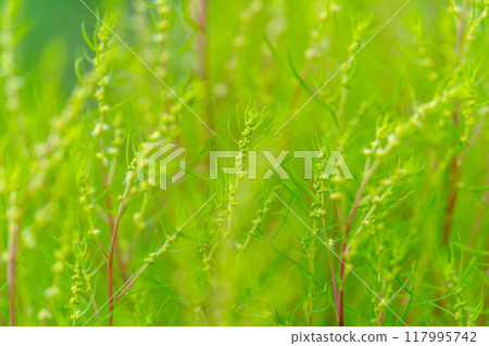 地膚花盛開的時候~夏日~ 地膚花盛開的時候~夏日~ 117995742