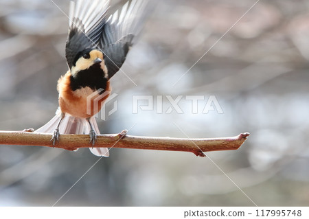 A varied tit preparing to take off on a perch 117995748