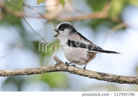 A long-tailed tit perched on a branch eating A long-tailed tit perched on a branch eating 117995796