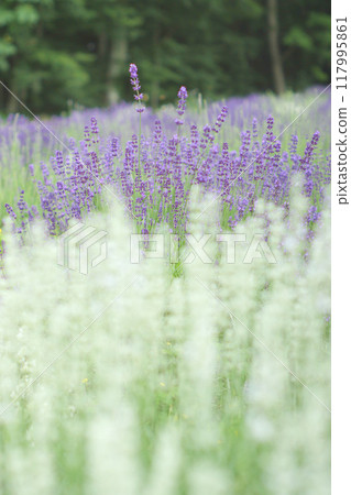 lavender 117995861