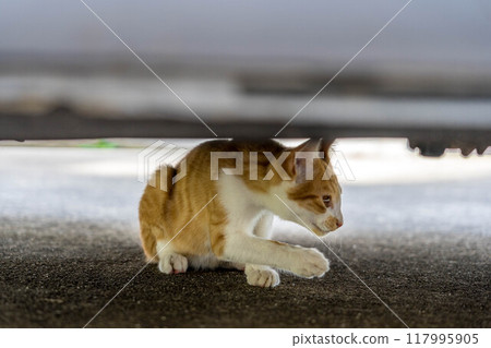 Cat under the car Cat under the car 117995905