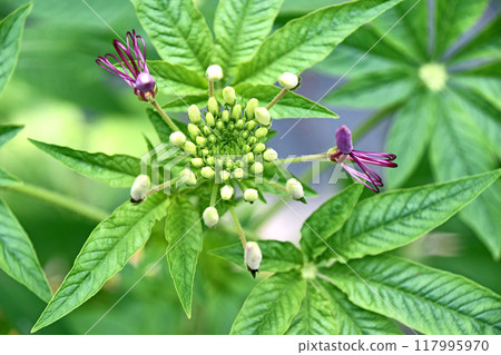 Cleome has begun to bloom Cleome has begun to bloom 117995970