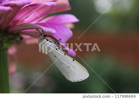 Salt Marsh Moth on Pink Zinnia Flower. Estigmene acrea Rural East Texas 117996684