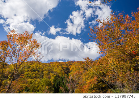 Autumn leaves at Hirayu Onsen in the Okuhida Onsen area 117997743