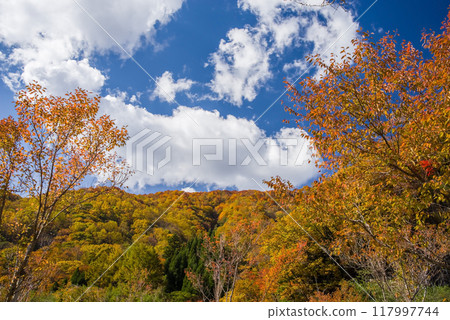 Autumn leaves at Hirayu Onsen in the Okuhida Onsen area 117997744