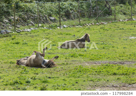 Two horses relaxing in a green meadow on a sunny day Two horses relaxing in a green meadow on a sunny day 117998284