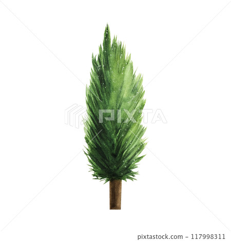 Fir, spruce, pine, cedar tree. Christmas watercolor plant, hand painted illustration isolated on background. For designers, decoration, shop, for postcards, wrapping paper, covers. For posters and tex 117998311