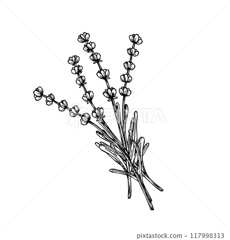 Vector lavender bouquet. Hand painted linear flowers. Graphic clipart isolated on background. Botanical and wedding illustration. For designers, invitations, decoration, postcards, wrapping paper, 117998313