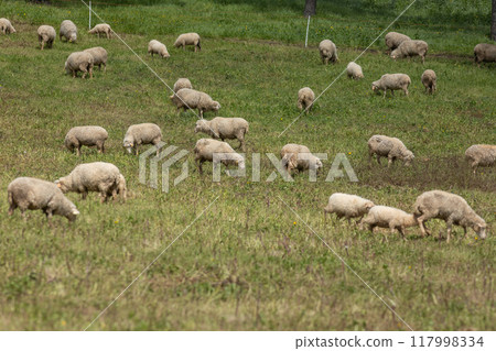 Flock of sheep grazing on a green meadow in springtime Flock of sheep grazing on a green meadow in springtime 117998334