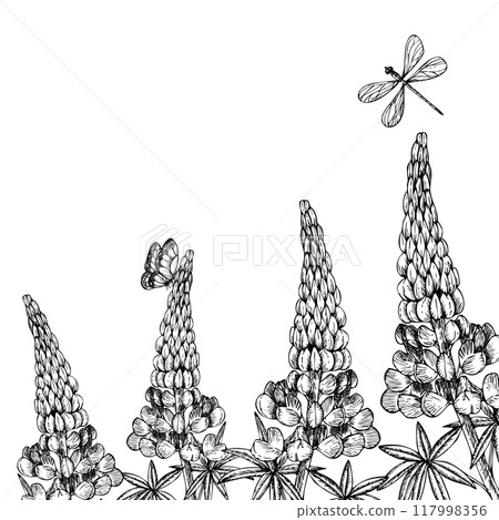 Vector lupine with dragonfly and butterfly. Hand painted flower. Graphic clip art isolated on background. Botanical and wedding illustration. For designers, invitations, decoration, postcards, 117998356