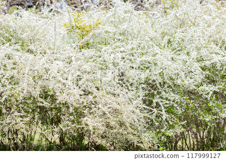 <Shonai Green Park> Snow willows in full bloom 117999127