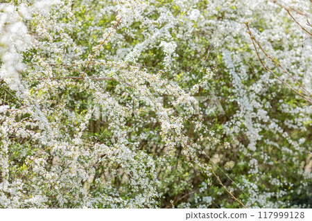 <Shonai Green Park> Snow willows in full bloom 117999128