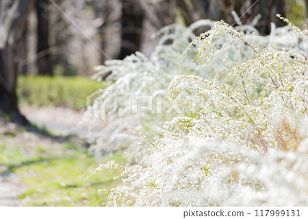<Shonai Green Park> Snow willows in full bloom 117999131